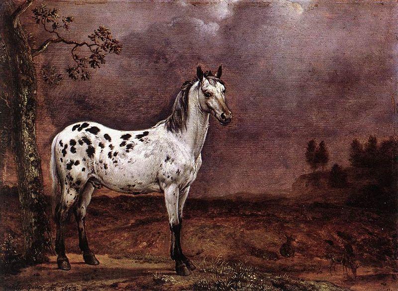 paulus potter The Spotted Horse Spain oil painting art